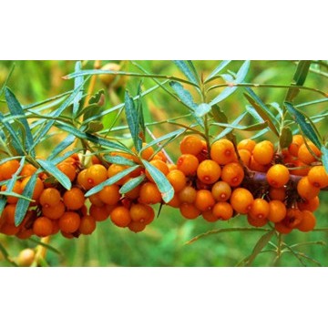 提供医药原料批发\/采购、医药原料设备以及生