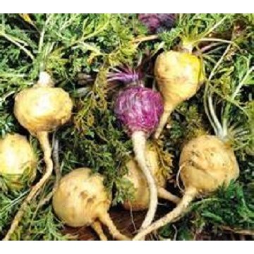 2014全国系统与进化植物学研讨会暨第十一届