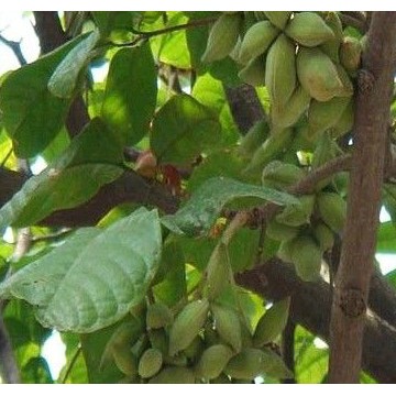 首页 制药产品大全 天然提取物 植物提取物 胖大海提取物  药典:中国