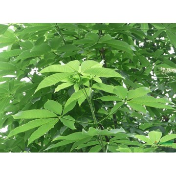 首页 产品 搜索:秦皮甲素 (9 个产品)     英文名: esculin    别名