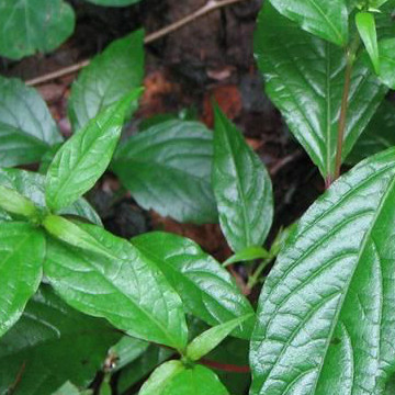 川牛膝提取物采购_川牛膝提取物价格-西安昌岳植物