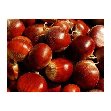 horse chestnut,waterchestnut 马栗子提取物horse chestnut extract powder
