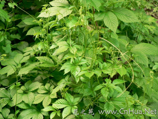 e.,绞股蓝总皂苷gypenoside