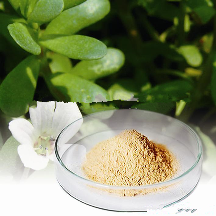 供应ningboherb假马齿苋提取物