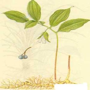 杨凌萃健生物工程技术有限公司，植物提取物经销商_CPhI制药在线专业网上贸易平台