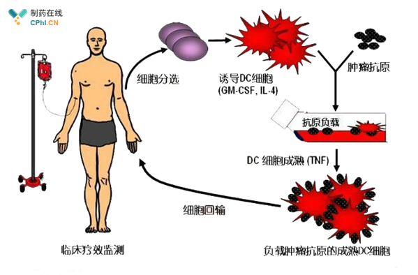 癌症免疫治疗新希望:抗肿瘤疫苗_CPhI制药在线专业网上贸易平台