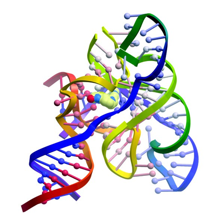 上图为:默克公司保留的核糖核酸化合物与细菌核黄素核糖rna结合的模型