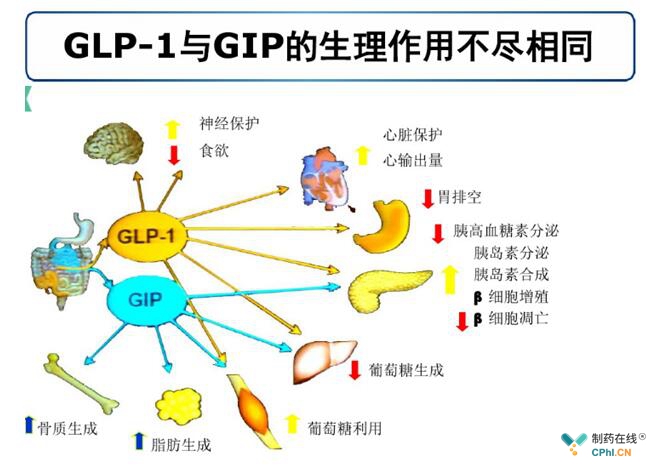 金笔奖 | 全景:国内GLP-1受体激动剂在研一览