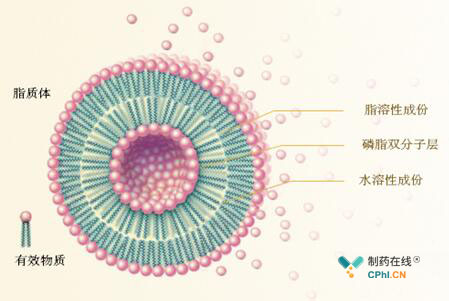 脂质体 (liposome)系指将药物包封于类脂质双分子层内而形成