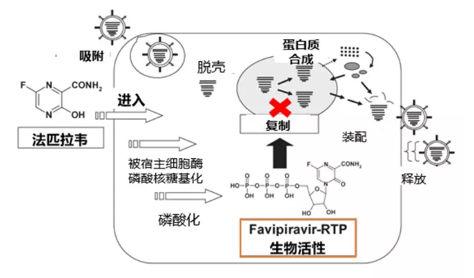 法匹拉韦作用机制