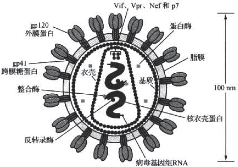 hiv病毒结构示意图